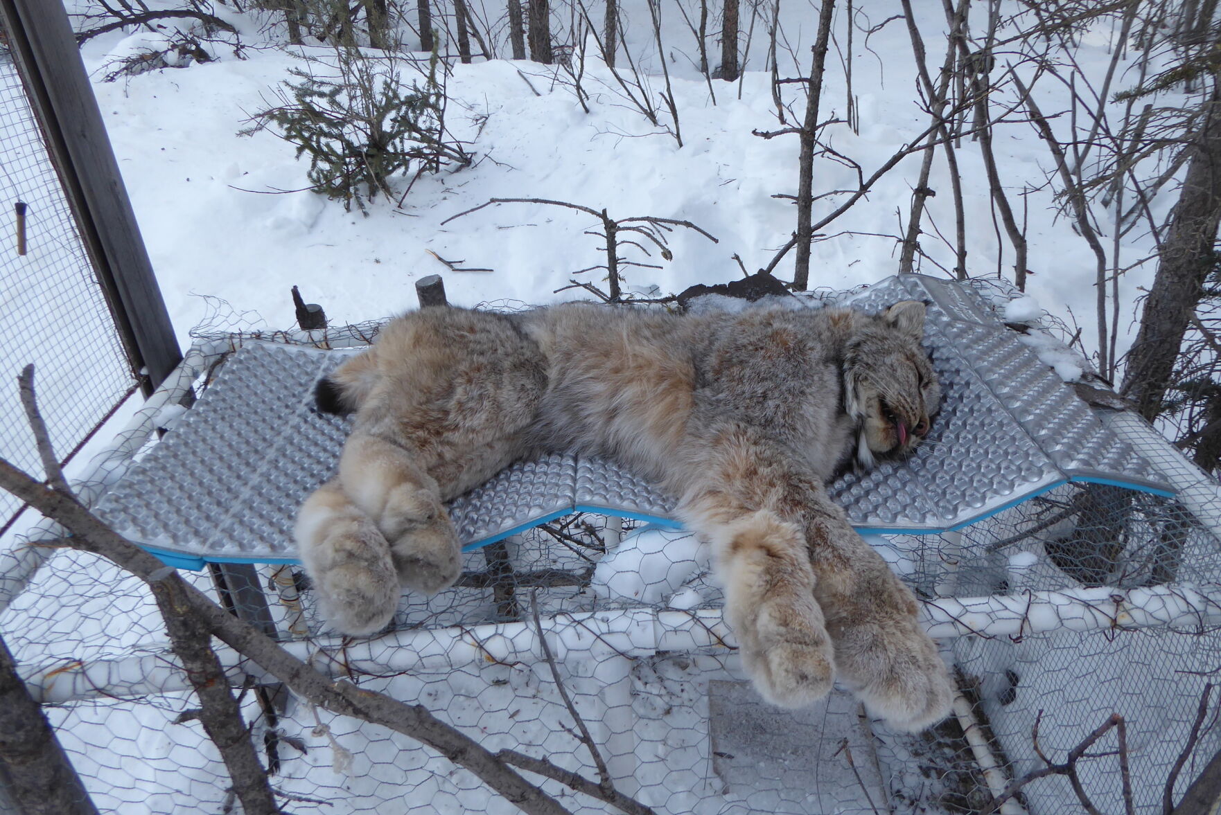 2. lynx on trap.jpg